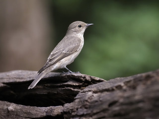 Spotted flycatcher, Muscicapa striata