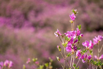 Close up of the pink royal azalea flower or cheoljjuk in Korea language bloom around the hillside in Hwangmaesan Country Park, South Korea
