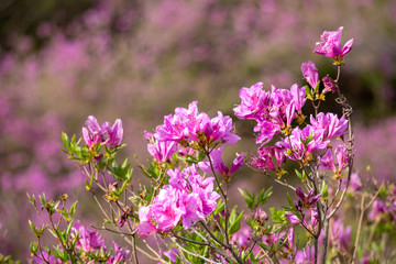 Close up of the pink royal azalea flower or cheoljjuk in Korea language bloom around the hillside in Hwangmaesan Country Park, South Korea