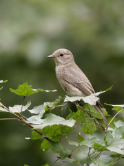 Spotted flycatcher, Muscicapa striata