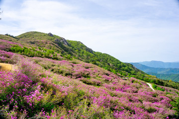 Pink royal azalea flower or cheoljjuk in Korea language bloom around the hillside in Hwangmaesan...