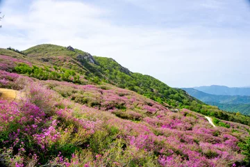 Fototapeten Azalee Pink royal azalea flower or cheoljjuk in Korea language bloom around the hillside in Hwangmaesan Country Park, South Korea  © Kamchai