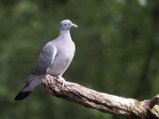 Wood pigeon, Columba palumbus