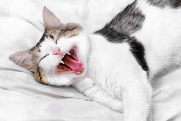 Yawning cat with white fangs lies on the bed
