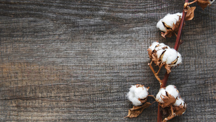 white cotton flowers
