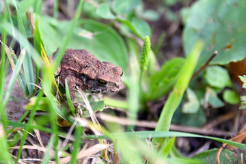 Frog between grass