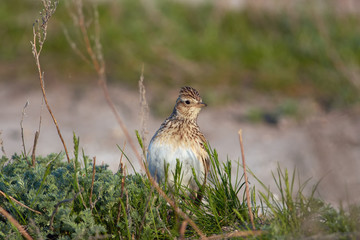 Eurasian skylark looks out of the grass (lifting a tuft).