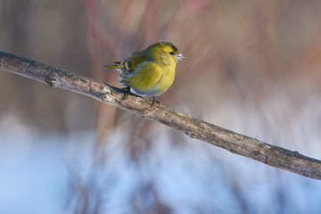 Siskin sits on a branch in a full-length: portrait with a good light.