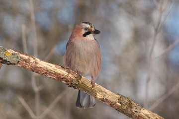 Eurasian jay sits on a branch in a full-length: portrait with a good light.