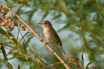 Blyth's reed warbler sits in a willow bushes, on the overgrown meadow.