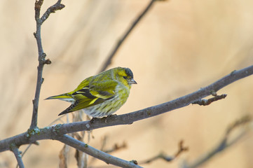 Siskin posing sitting on the branches of an apple tree near to bird feeder.