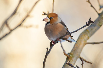 Hawfinch posing sitting on the branches of an apple tree near to bird feeder.