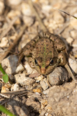 Froschleben