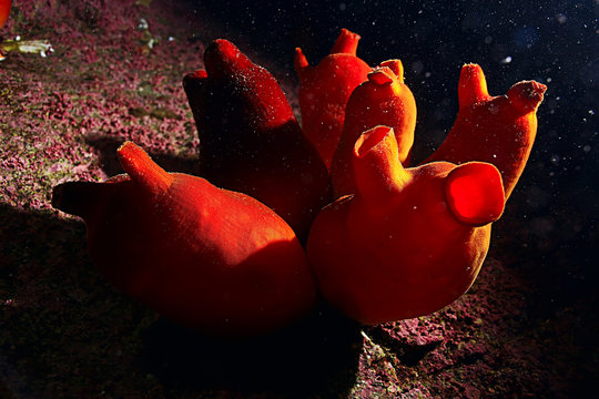 ascidia purple underwater photo coral reef