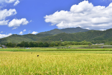 京都嵯峨野の田園風景