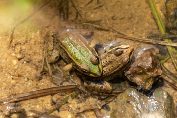 Froschleben
