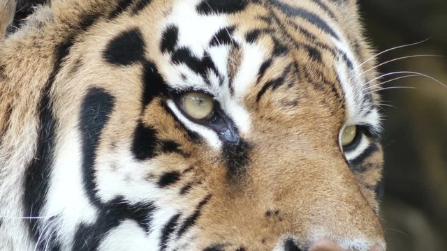 eyes tiger, close-up