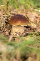 Waldbewohner