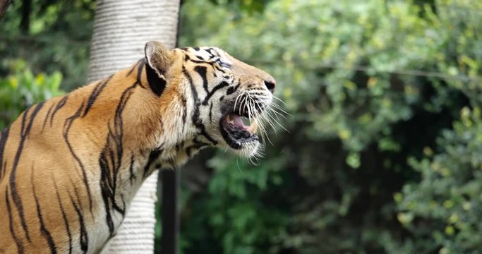 Close up head tiger walking.