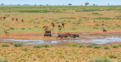 Black Wildebeest running