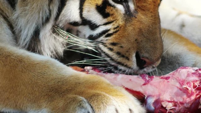 tiger and food, close-up