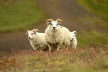 Three icelandic sheep or rams with big antlers