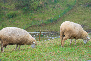 Herd of sheep on green pasture. Sheep eating grass in nature on meadow.