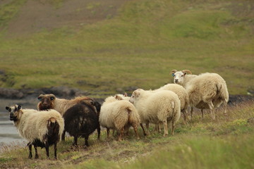 A group of Icelandic sheep grazing in a field