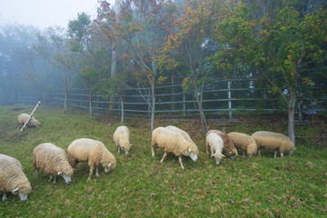 Fototapeta premium Herd of sheep on green pasture. Sheep eating grass in nature on meadow.