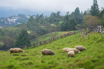 Fototapeta premium Herd of sheep on green pasture. Sheep eating grass in nature on meadow.