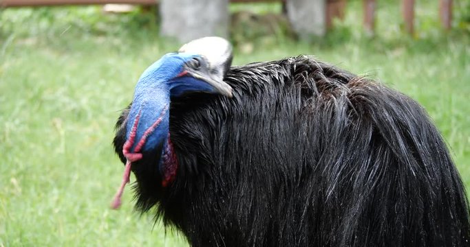 Close up Southern Cassowary with green nature background.