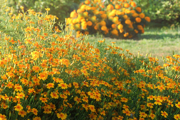 Obraz premium Marigolds(Lat.taigits, Eng.marigolds, Ukr.Chernobyls),or marigolds erect,or Tagetian erect or Tenuolion talents.It is used as a seasoning and medicine.Official flowers of the Day of the Dead in Mexico