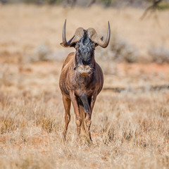 Fototapeta premium Black Wildebeest