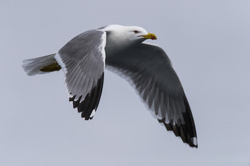 sea gulls flying, cloudy, sea shore