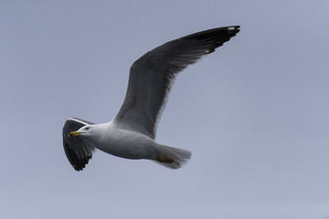 sea gulls flying, cloudy, sea shore