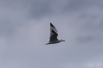 sea gulls flying, cloudy, sea shore