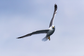 sea gulls flying, cloudy, sea shore