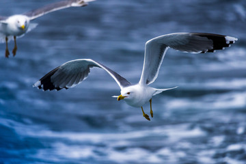 sea gulls flying, cloudy, sea shore