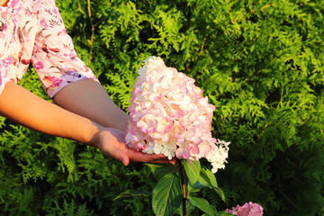 Romantic white flower hydrangea paniculata (Latin Hydrangea paniculata). A flower in the hands of a young woman. Selective focus, side view, place for text.