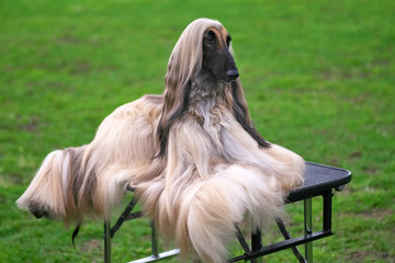Afghan Hound Elegant Longhair Dog close-up