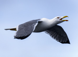 sea gulls flying, cloudy, sea shore
