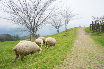 Obraz premium Herd of sheep on green pasture. Sheep eating grass in nature on meadow.