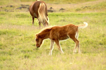 icelandic horse foal grazing in a pasture in iceland