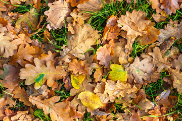 The ground surface with dry autumn leaves of the oak and green grass