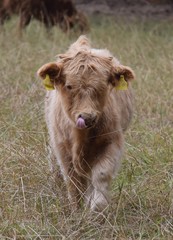Schottisches Hochlandrind-Kalb auf einer Weide im Hochsommer