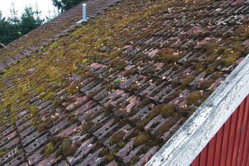 Moss on roof tiles © JRJfin