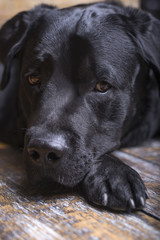 Close-up portrait of a black labrador retriever lies on his paw and looks sadly sidewayson a wooden floor.