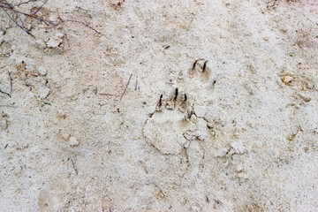 The animal footprint on sand