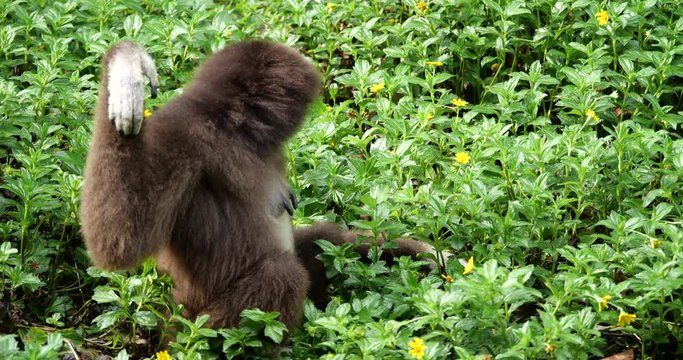 Gibbon