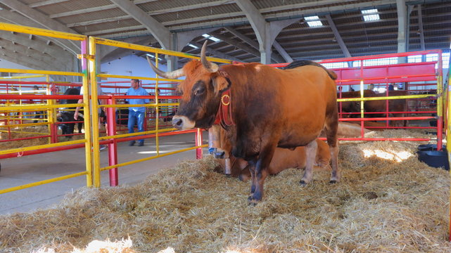Toro marr&oacute;n con cencerro en una exposici&oacute;n de ganado